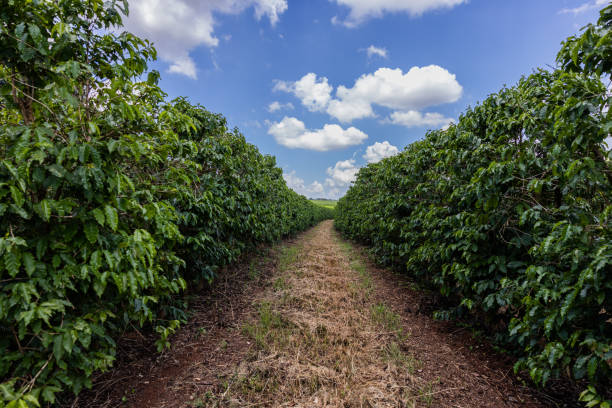 large coffee plantation inside the farm in the interior of São Paulo